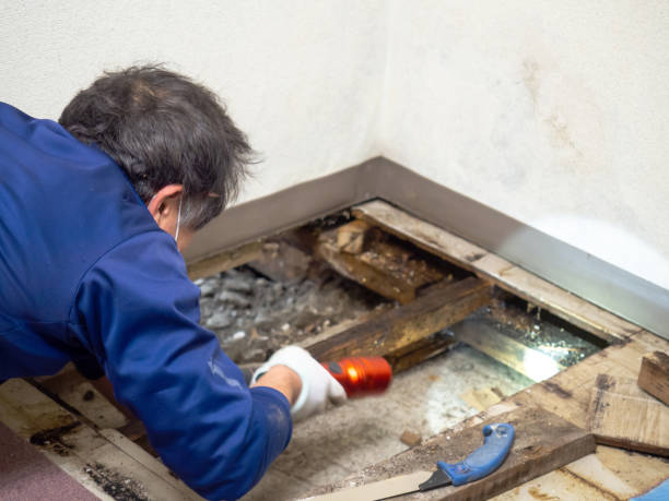 Best Best Mold Removal Companies  in Three Points, AZ