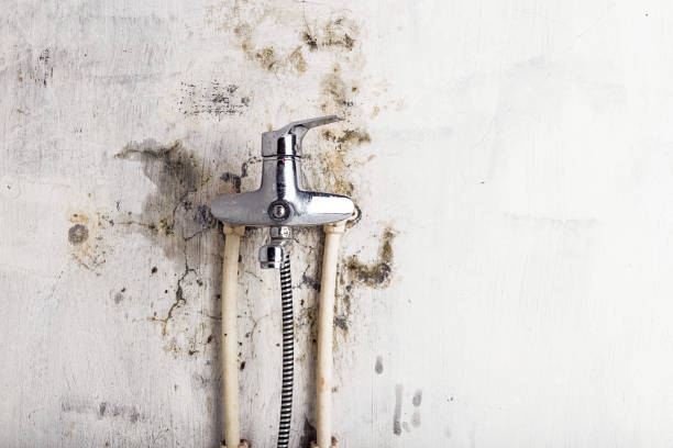 Home Mold Removal in Three Points, AZ