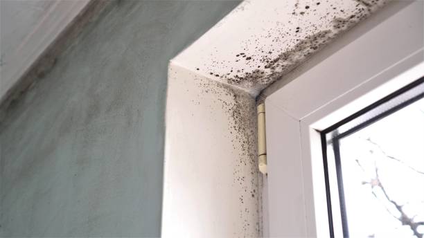 Attic Mold Removal in Three Points, AZ