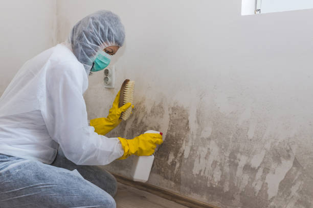 Professional Mold Removal in Three Points, AZ